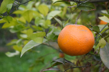 nature background, Close-up orange fruit in orange farming, View on a branch with bright orange tangerines on a tree in a garden. Hue, Vietnam.