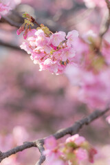 満開に咲く早咲きの河津桜