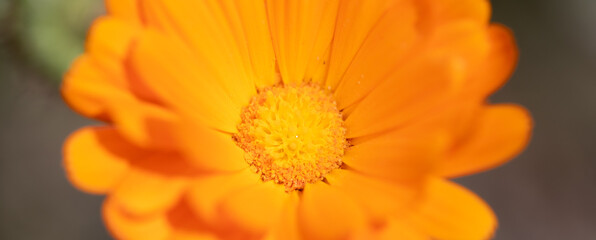 オレンジ色の花をマクロレンズで撮影