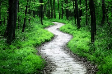 Fototapeta premium Serene Forest Path Winding Through Lush Greenery
