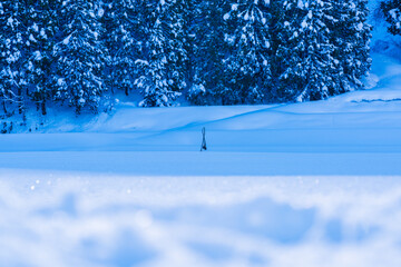雪原に1本だけ残る枯れたヒマワリ
