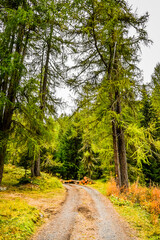 Cinuos-Chel, Wanderweg, Waldweg, Wald, Lärche, Arve, Engadin, Herbst, Herbstfarbe, Engadin, Alpen, Landwirtschaft, Felder, Feldweg, Holzschlag, Inn, Fluss, Inntal, Graubünden, Schweiz