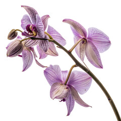 Fototapeta premium Close-Up of a purple Orchid Flower