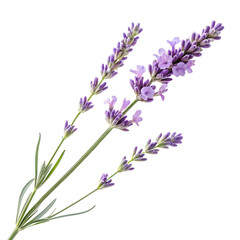 Naklejka premium Vibrant Lavender Bouquet