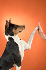 Adorable basenji dog smiling and giving high five, isolated on orange colored background