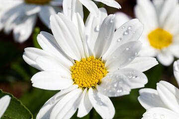 Chamomile flowers daisies, wildflowers, chamomile flowers. close up