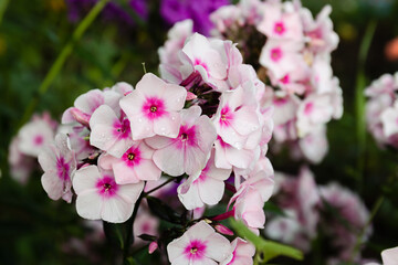 garden Phlox, Phlox paniculata, blooms in a flower bed in a summer garden. close up