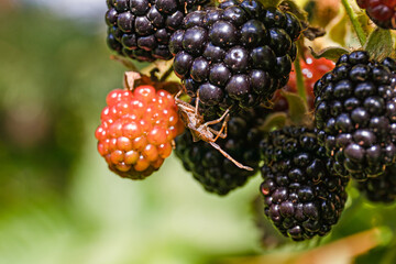 Ripe blackberries clustered on a vine in bright sunlight
