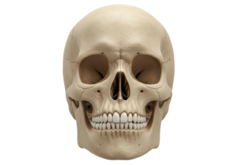 Realistic human skull with detailed features isolated on white background