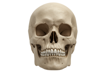 Realistic human skull with detailed features isolated on white background