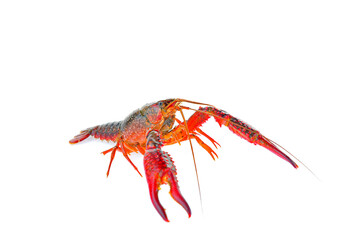 Lobster on a white background