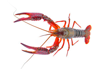 Lobster on a white background