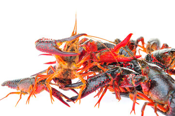 Lobster on a white background
