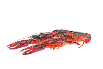 Lobster on a white background