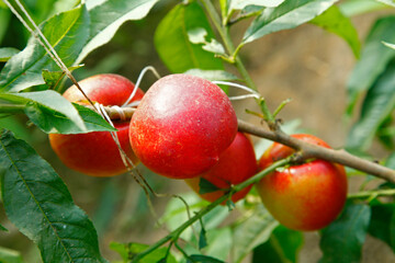 Organic peaches on tree branch