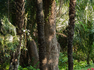 Fototapeta premium Tree trunks and grass, palm trees in the forest