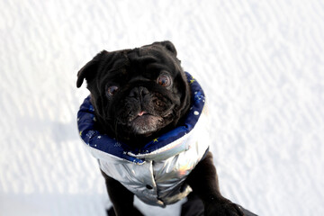 Black pug looking up standing, dog coat, winter