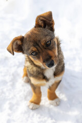 Brown mutt puppy dog sitting outdoor. Mix Breed