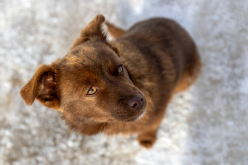 Brown mutt puppy dog sitting outdoor. Mix Breed