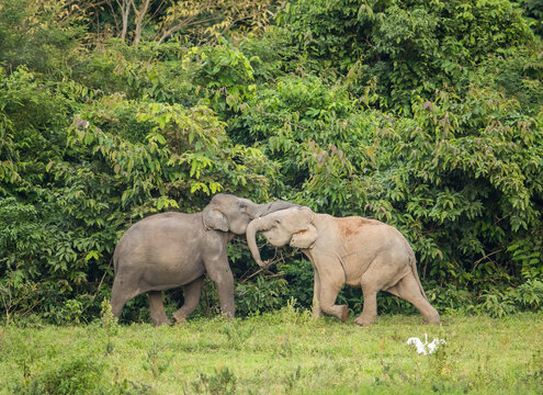 Juvenile Indian elephants interacting in Kui Buri National Park, Thailand
