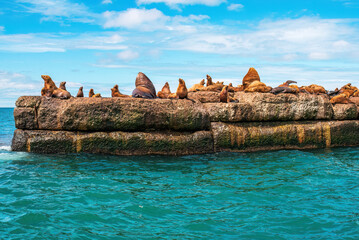 The rookery of Steller sea lions. A group of northern sea lions sunbathing on a breakwater in the...
