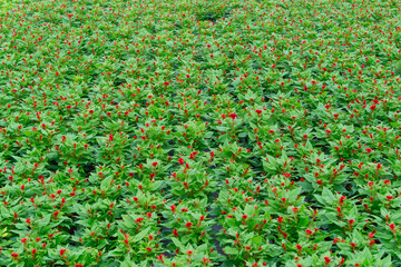 Field of green plants with red flowers in a greenhouse