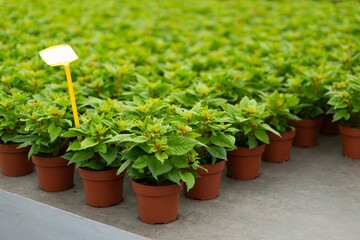 Lush green plants with red flowers in clay pots