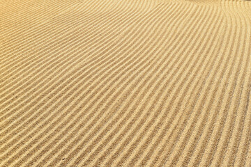 Close up of coffee beans drying in the sun           