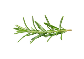 Fototapeta premium Fresh green sprig of rosemary, isolated on white background