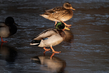 Male mallard duck walking on a frozen lake.
