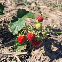 Sunlit Strawberry Plants Growing Ripe Red Berries in Garden Soil