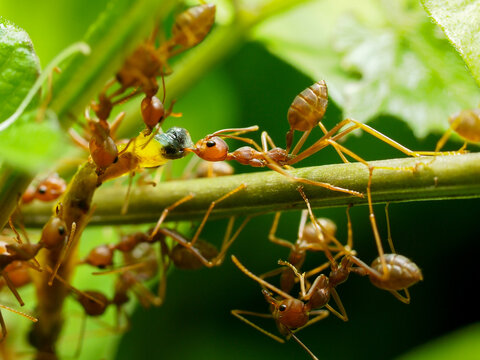 A group of red ants swarm over a yellow caterpillar