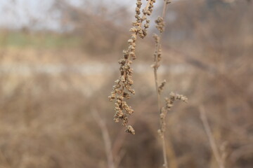 top of Hemp  dry seeds in rustic wooden spoon close up. Peeled nutritious Cannabis sativa grains. Superfood ingredient, Bowl with healthy hemp seeds on grunge background