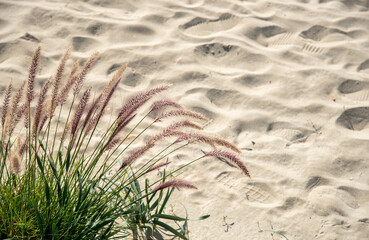 Fountain grass growing on sand with footprints in background