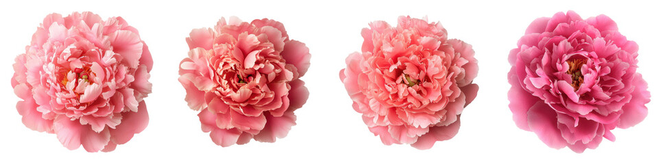 Soft and delicate pastel pink peony flowers in a vibrant floral arrangement  The peony blossoms display their elegant petals and lush foliage