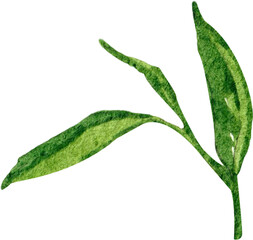 A green tea leaf with a stem