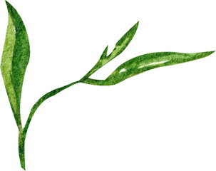 A green tea leaf with a stem