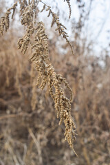 Fototapeta premium top of Hemp dry seeds in rustic wooden spoon close up. Peeled nutritious Cannabis sativa grains. Superfood ingredient, Bowl with healthy hemp seeds on grunge background