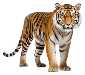 Fototapeta premium PNG Bengal tiger wildlife animal mammal.