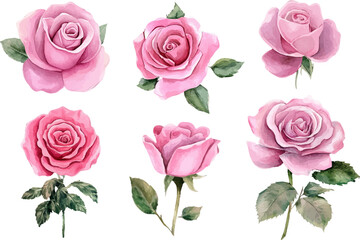 pink roses on white