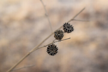 Flower seeds on a pink background, Datura stramonium, known by English names jimsonweed (jimson weed) or devil's snare, is a plant in nightshade family. It is an aggressive invasive weed in temperate 