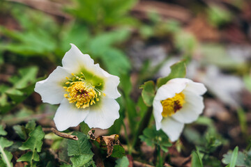 Hellebore flower (helleborus Niger) on a green background