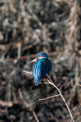Common kingfisher (Alcedo atthis), also known as the Eurasian kingfisher and river kingfisher sitting on a tree branch