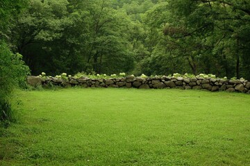 Obraz premium Lush pasture with grazing land bordered by a stone wall.