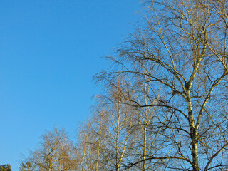 birch tree without leaves against a blue sky