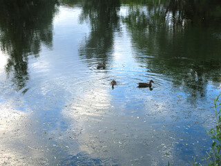 ducks swim in a summer pond