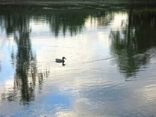 ducks swim in a summer pond