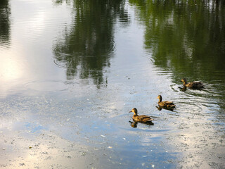ducks swim in a summer pond