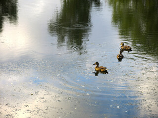 ducks swim in a summer pond