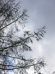 black silhouettes of trees against a gloomy gray sky